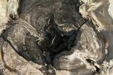 Wide Petrified Wood (Schinoxylon) Limb - Blue Forest, Wyoming #141437-2